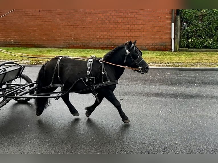 Shetland Ponys Hengst 8 Jahre 105 cm Rappe in Osterwald