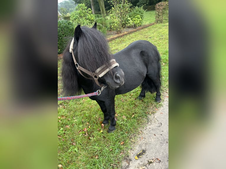 Shetland Ponys Hengst 8 Jahre 105 cm Rappe in Osterwald