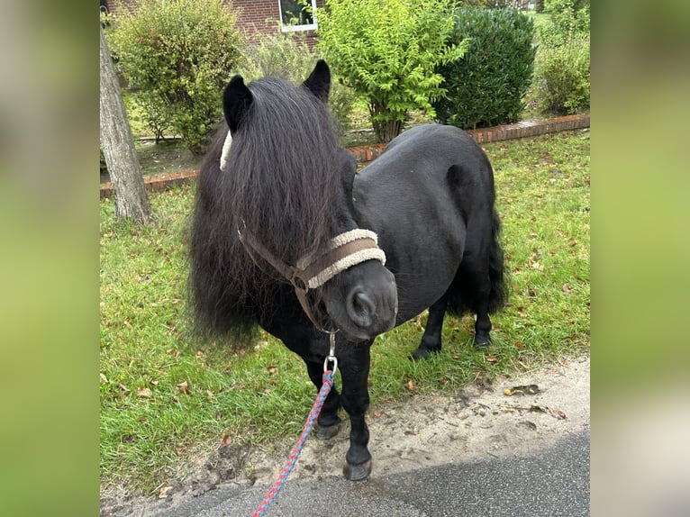 Shetland Ponys Hengst 8 Jahre 105 cm Rappe in Osterwald