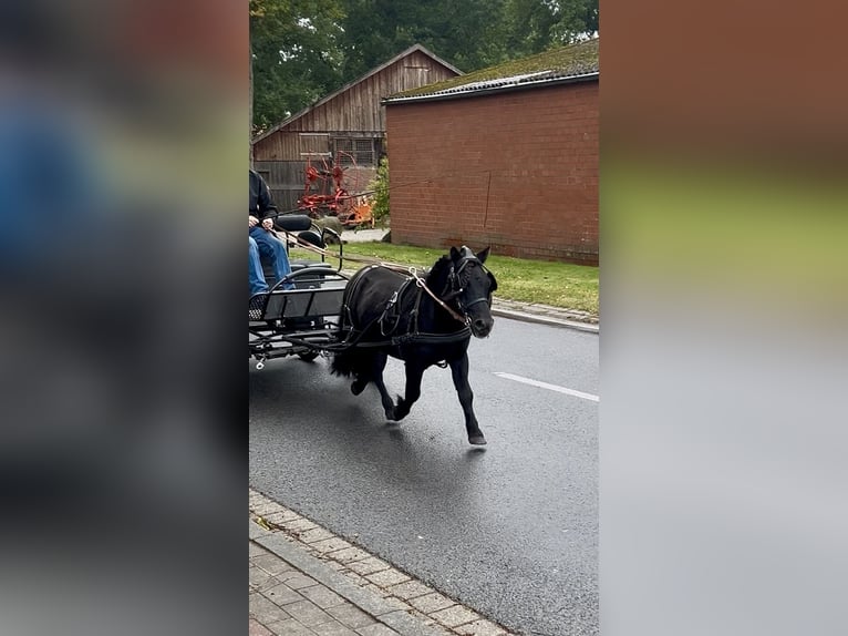 Shetland Ponys Hengst 8 Jahre 105 cm Rappe in Osterwald