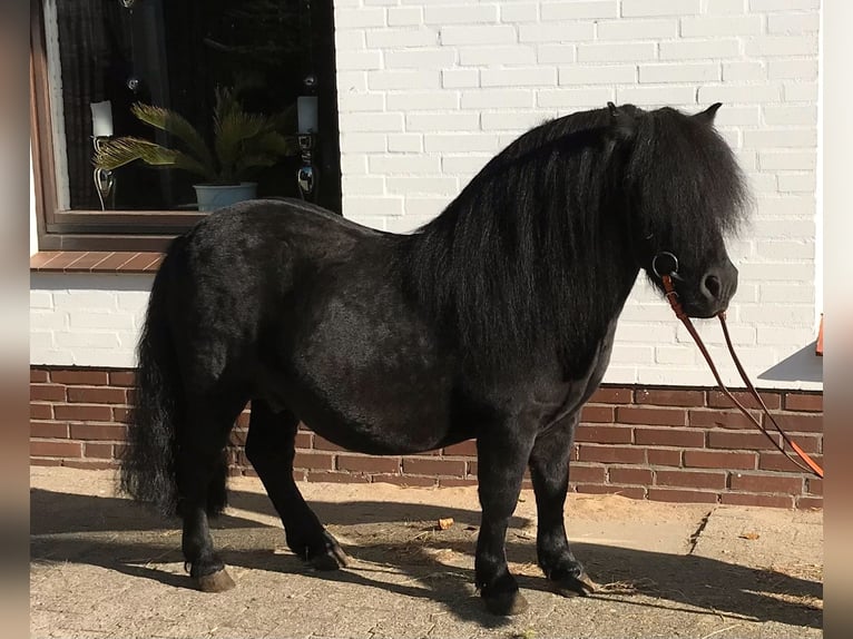 Shetland Ponys Hengst 8 Jahre 105 cm Rappe in Süderlügum