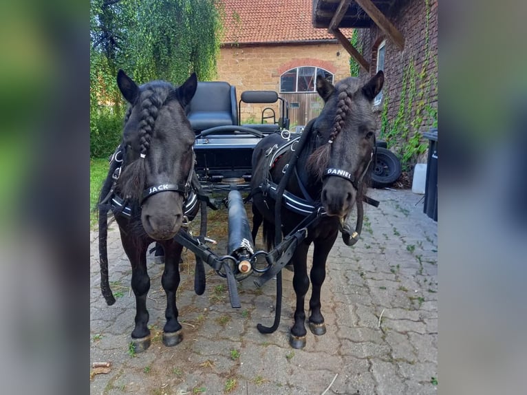 Shetland Ponys Hengst 8 Jahre 97 cm Rappe in Marsberg