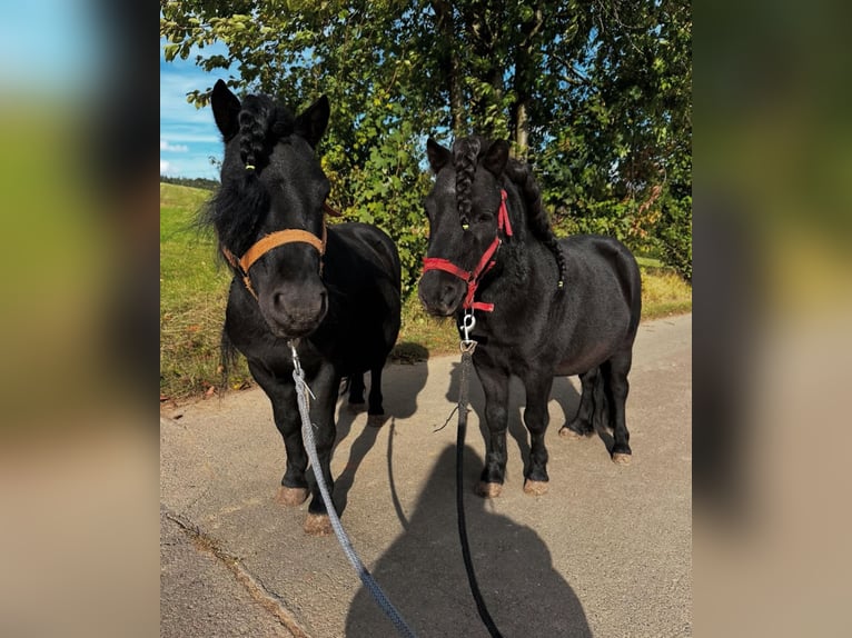 Shetland Ponys Hengst 8 Jahre 97 cm Rappe in Marsberg