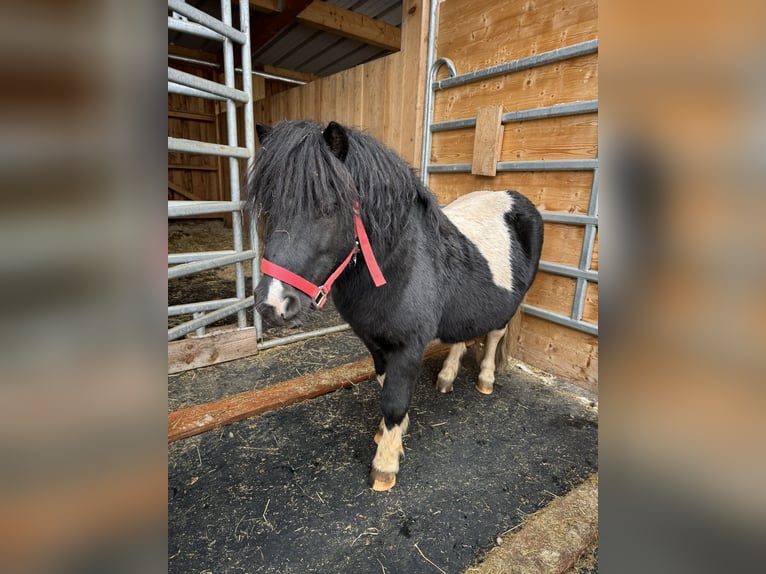 Shetland Ponys Hengst 9 Jaar 106 cm Gevlekt-paard in Daleiden