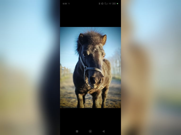 Shetland Ponys Hengst 9 Jahre 100 cm Rappe in Leibchel