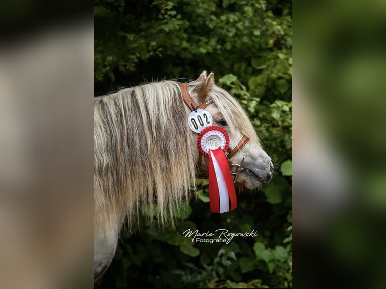 Shetland Ponys Hengst Appaloosa in Gro&#xDF; Molzahn