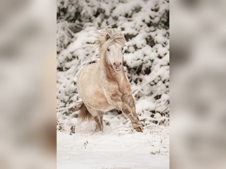 Shetland Ponys Hengst Appaloosa in Groß Molzahn