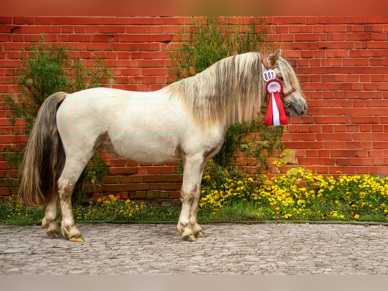Shetland Ponys Hengst Appaloosa in Groß Molzahn