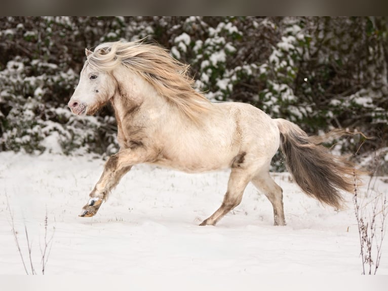 Shetland Ponys Hengst Appaloosa in Groß Molzahn