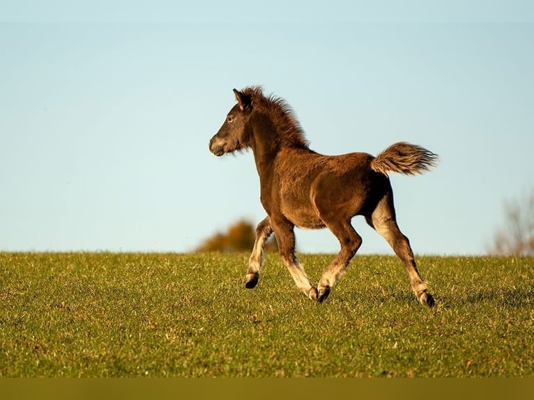Shetland Ponys Hengst Appaloosa in Bobitz