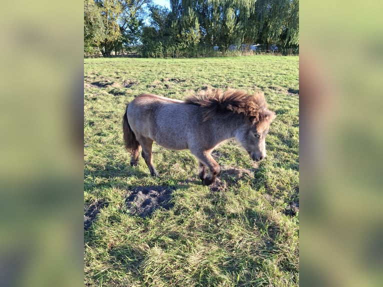 Shetland Ponys Hengst Fohlen (05/2026) 100 cm Brauner in Zemitz