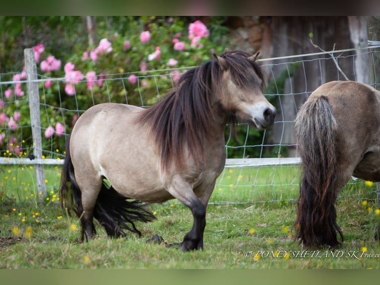 Shetland Ponys Hengst Fohlen (02/2026) 100 cm Buckskin in Livarot-Pays-d'Auge