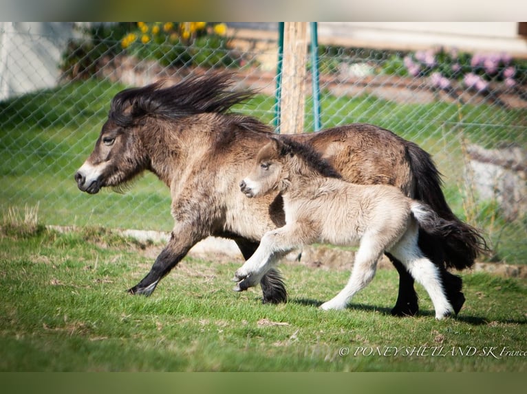 Shetland Ponys Hengst Fohlen (02/2026) 100 cm Buckskin in Livarot-Pays-d'Auge