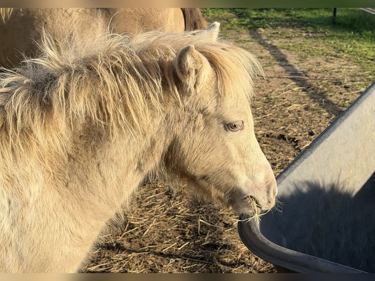 Shetland Ponys Hengst Fohlen (04/2026) 100 cm Champagne in Groß Molzahn