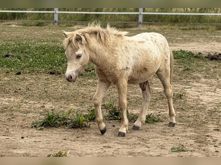Shetland Ponys Hengst Fohlen (04/2026) 100 cm Champagne in Groß Molzahn