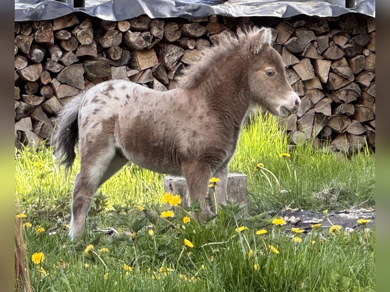 Shetland Ponys Hengst Fohlen (04/2026) 100 cm Champagne in Groß Molzahn