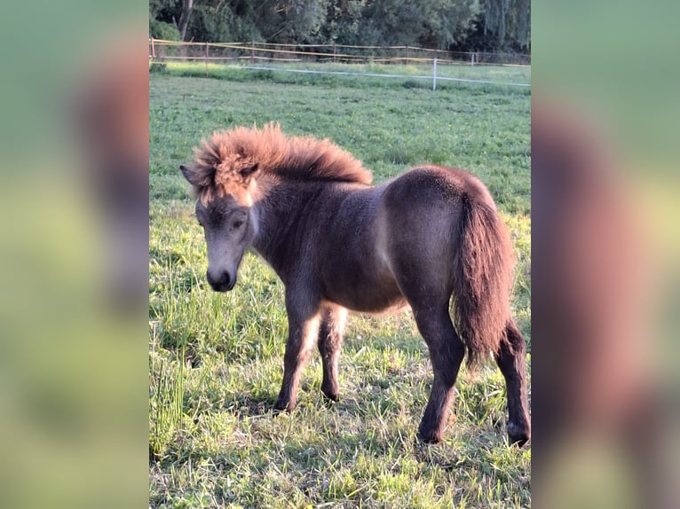 Shetland Ponys Hengst Fohlen (04/2026) 100 cm Hellbrauner in Zemitz