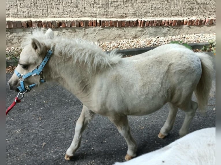 Shetland Ponys Hengst Fohlen (04/2026) 100 cm Palomino in Naundorf