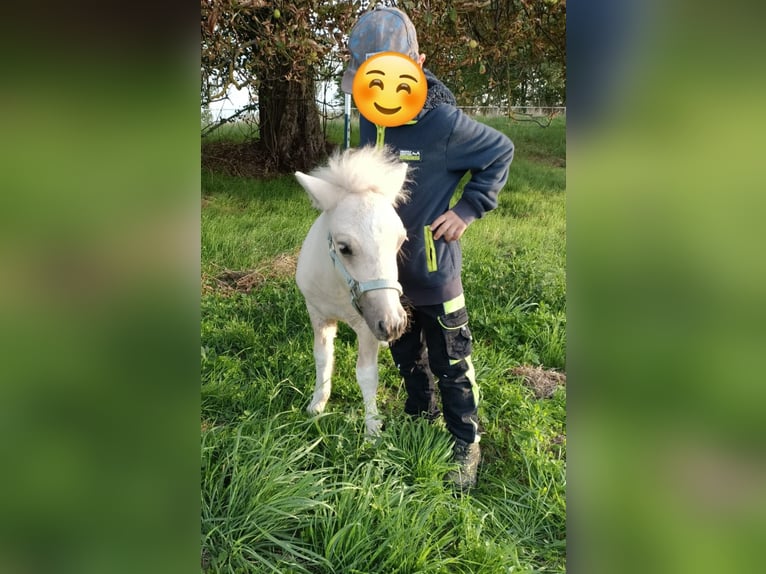 Shetland Ponys Hengst Fohlen (04/2026) 100 cm Palomino in Naundorf