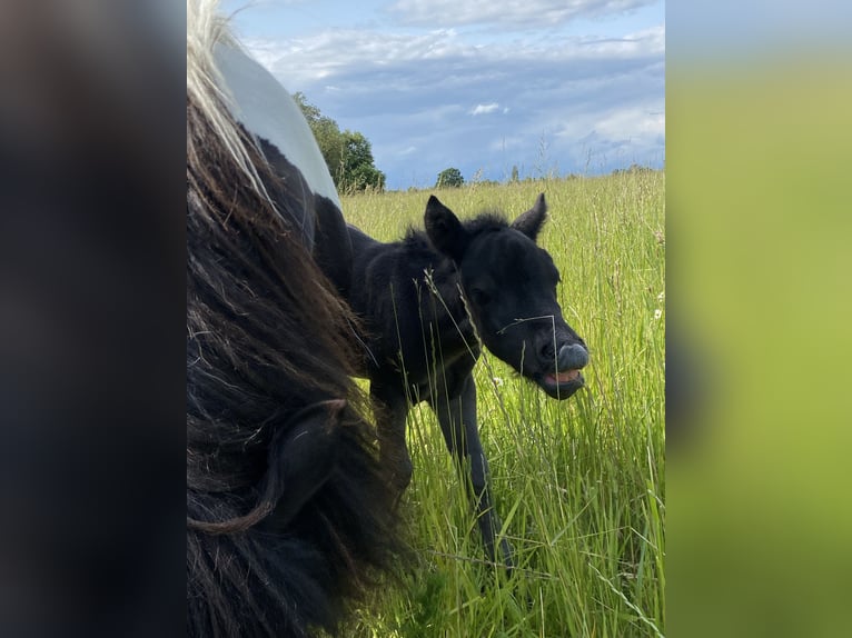 Shetland Ponys Hengst Fohlen (06/2025) 100 cm Rappe in Gro&#xDF; Wokern