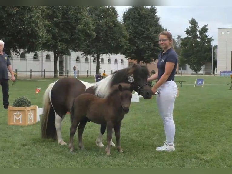 Shetland Ponys Hengst Fohlen (06/2025) 100 cm Rappe in Gro&#xDF; Wokern