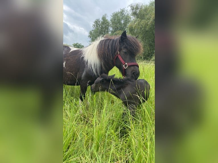 Shetland Ponys Hengst Fohlen (06/2025) 100 cm Rappe in Gro&#xDF; Wokern
