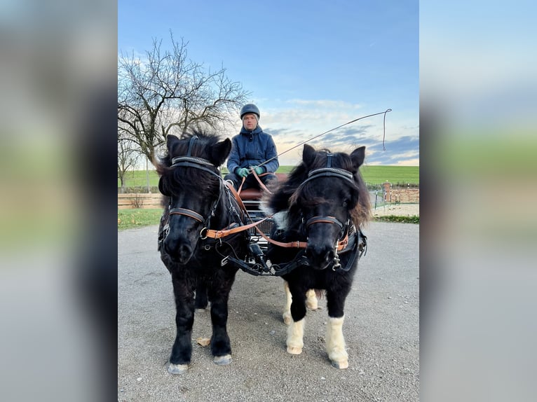 Shetland Ponys Hengst Fohlen (06/2025) 100 cm Rappe in Gro&#xDF; Wokern