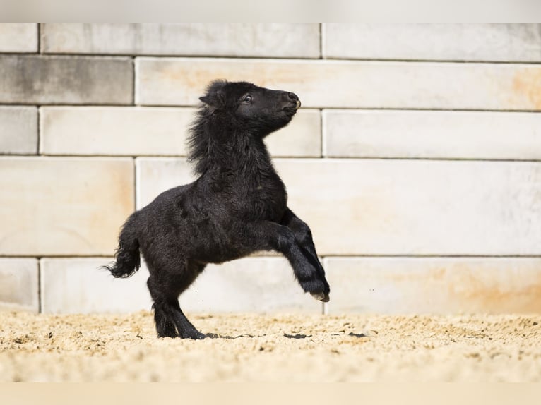 Shetland Ponys Hengst Fohlen (02/2026) 100 cm Rappe in Braunfels Bonbaden