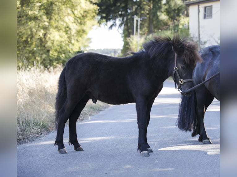 Shetland Ponys Hengst Fohlen (02/2026) 100 cm Rappe in Braunfels Bonbaden