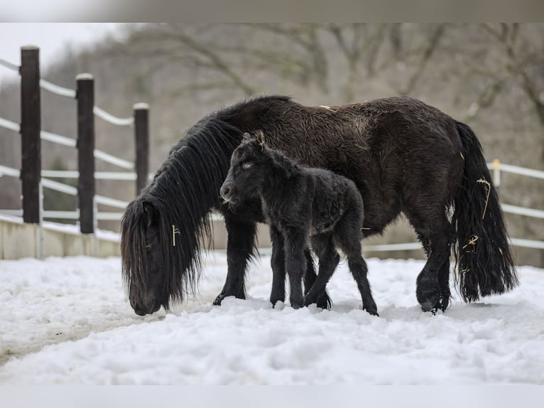 Shetland Ponys Hengst Fohlen (02/2026) 100 cm Rappe in Braunfels Bonbaden