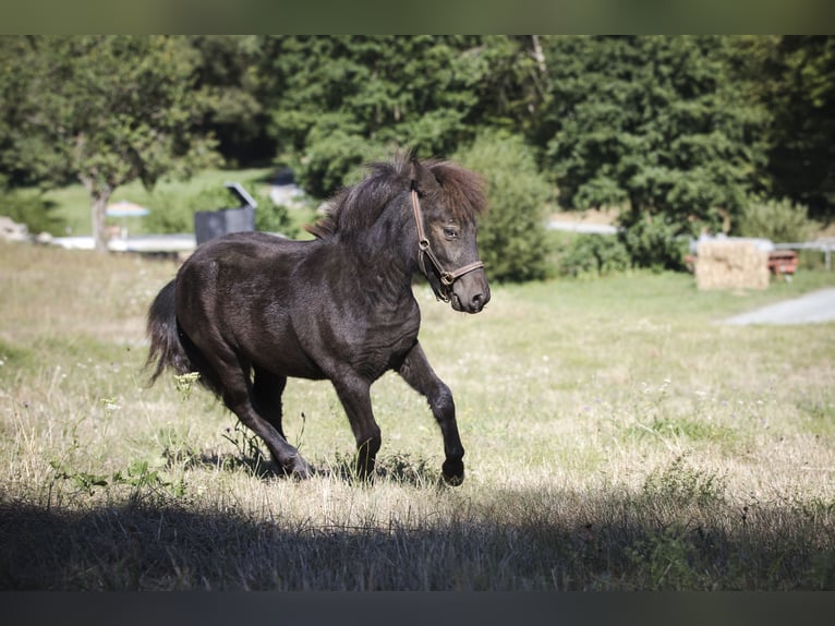 Shetland Ponys Hengst Fohlen (02/2026) 100 cm Rappe in Braunfels Bonbaden