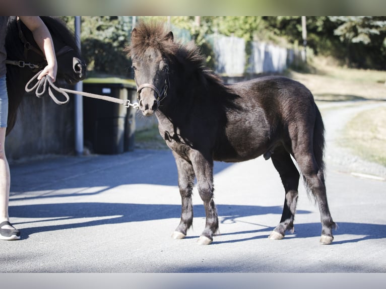 Shetland Ponys Hengst Fohlen (02/2026) 100 cm Rappe in Braunfels Bonbaden