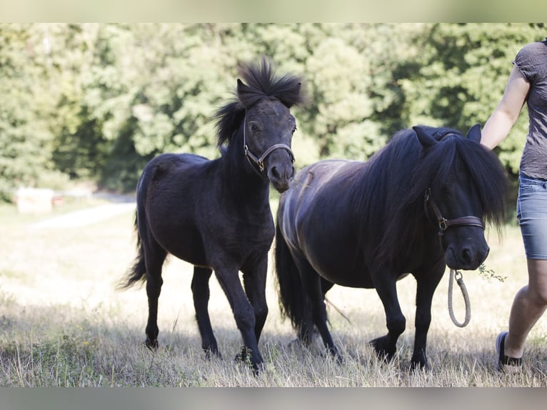 Shetland Ponys Hengst Fohlen (02/2026) 100 cm Rappe in Braunfels Bonbaden