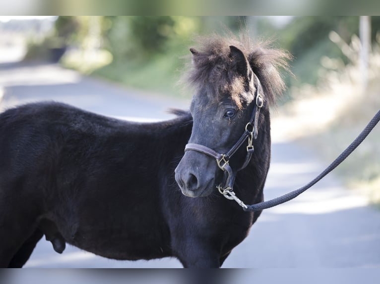 Shetland Ponys Hengst Fohlen (02/2026) 100 cm Rappe in Braunfels Bonbaden