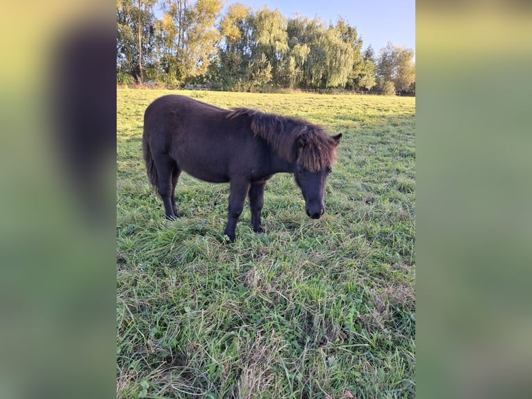 Shetland Ponys Hengst Fohlen (05/2026) 100 cm Rappe in Zemitz