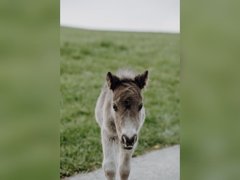 Shetland Ponys Hengst Fohlen (03/2025) 100 cm Rappe in Enzenkirchen
