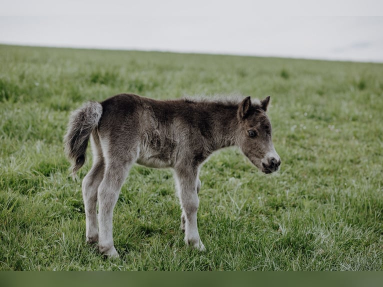 Shetland Ponys Hengst Fohlen (03/2025) 100 cm Rappe in Enzenkirchen
