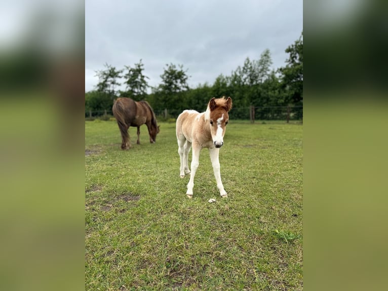 Shetland Ponys Hengst  100 cm Schecke in Rockanje