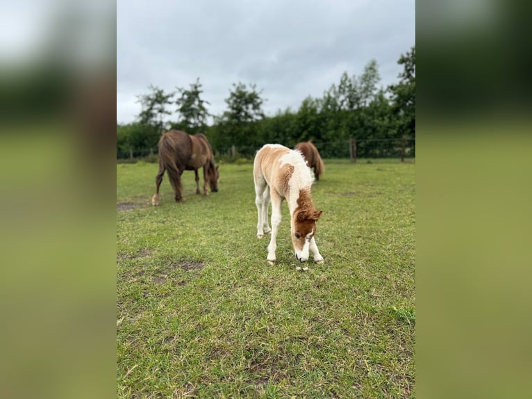Shetland Ponys Hengst  100 cm Schecke in Rockanje