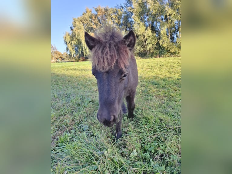 Shetland Ponys Hengst Fohlen (04/2026) 100 cm Schwarzbrauner in Zemitz