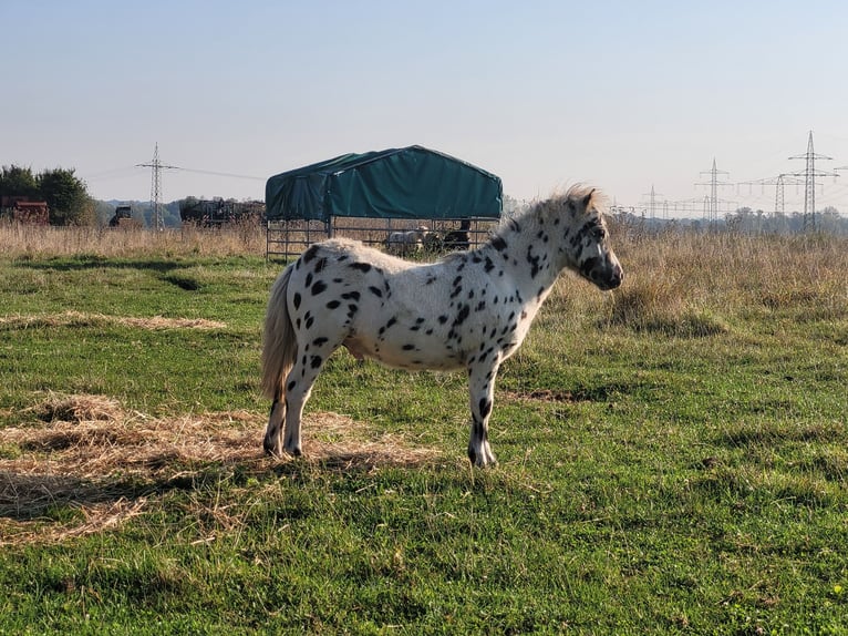 Shetland Ponys Hengst Fohlen (04/2024) 100 cm Tigerschecke in Wabern