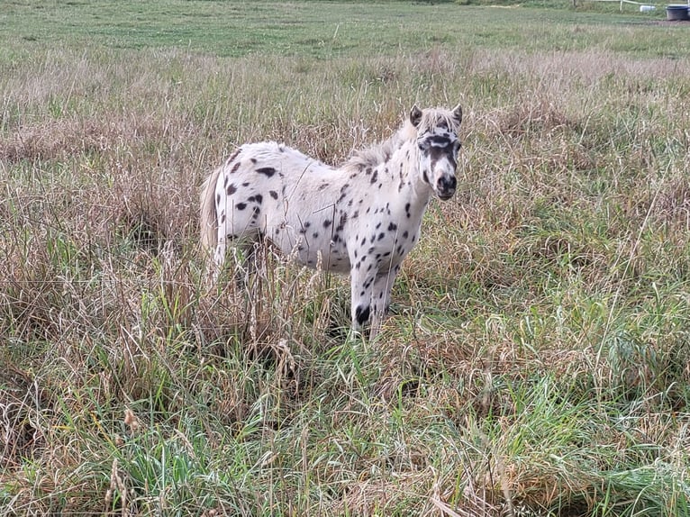 Shetland Ponys Hengst Fohlen (04/2024) 100 cm Tigerschecke in Wabern