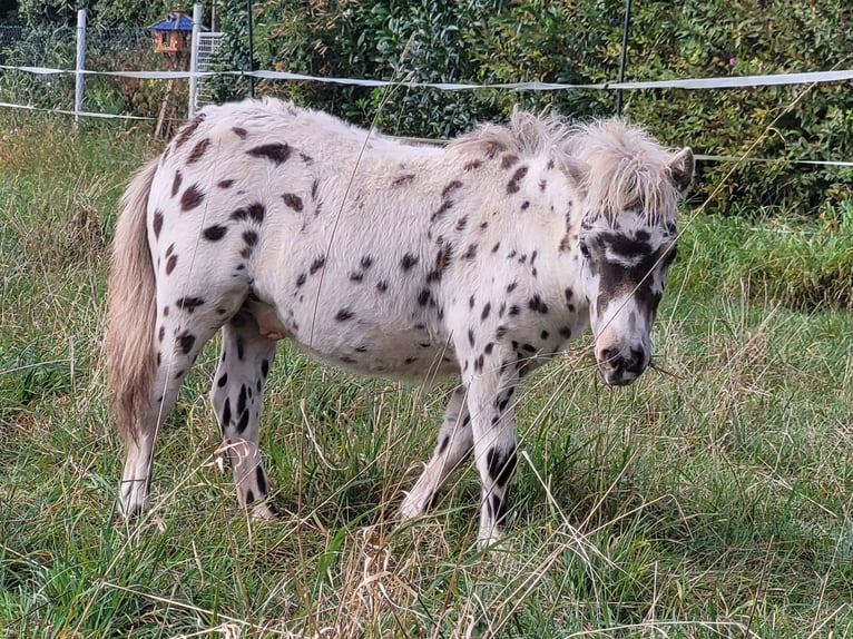 Shetland Ponys Hengst Fohlen (04/2024) 100 cm Tigerschecke in Wabern