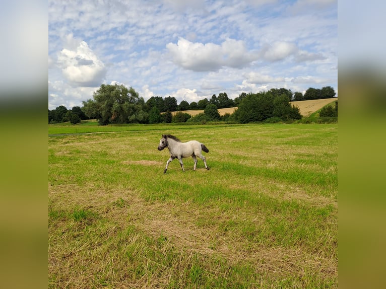 Shetland Ponys Hengst Fohlen (05/2024) 100 cm Tigerschecke in Paderborn