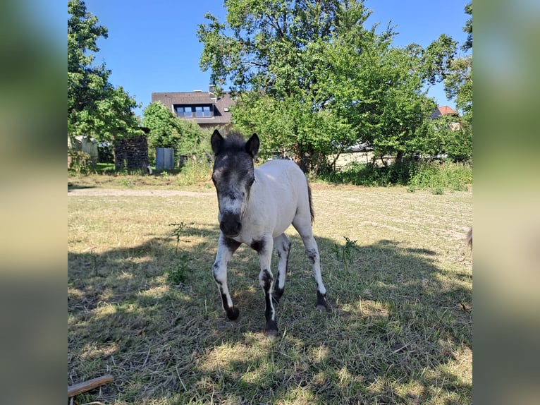 Shetland Ponys Hengst Fohlen (05/2024) 100 cm Tigerschecke in Paderborn