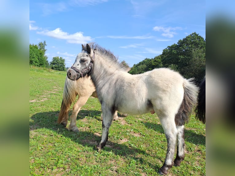 Shetland Ponys Hengst Fohlen (05/2024) 100 cm Tigerschecke in Paderborn