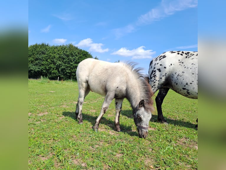 Shetland Ponys Hengst Fohlen (05/2024) 100 cm Tigerschecke in Paderborn