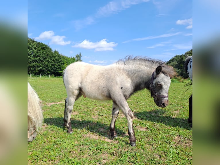 Shetland Ponys Hengst Fohlen (05/2024) 100 cm Tigerschecke in Paderborn