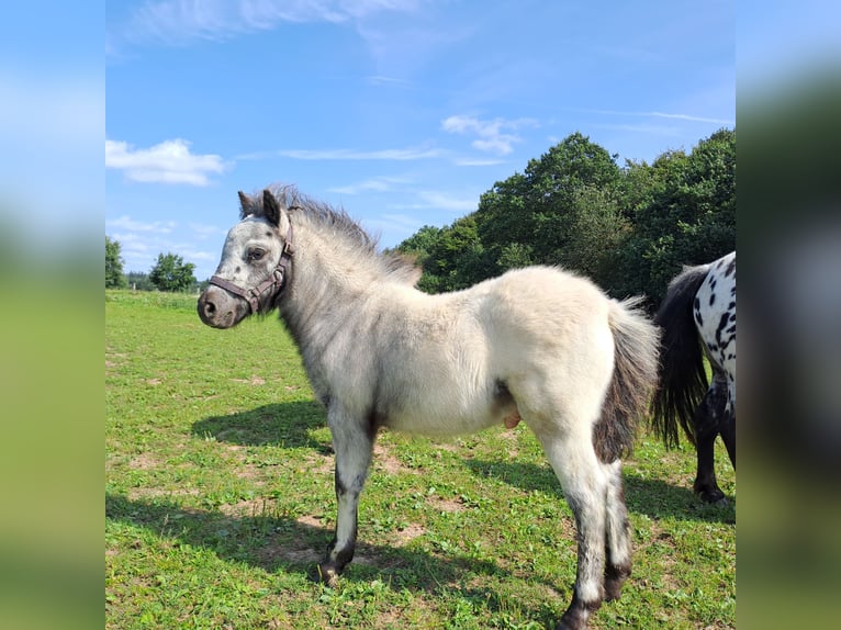 Shetland Ponys Hengst Fohlen (05/2024) 100 cm Tigerschecke in Paderborn