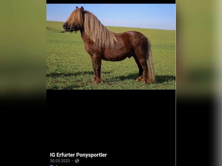 Shetland Ponys Hengst Fohlen (03/2025) 101 cm Palomino in Obersch&#xF6;na